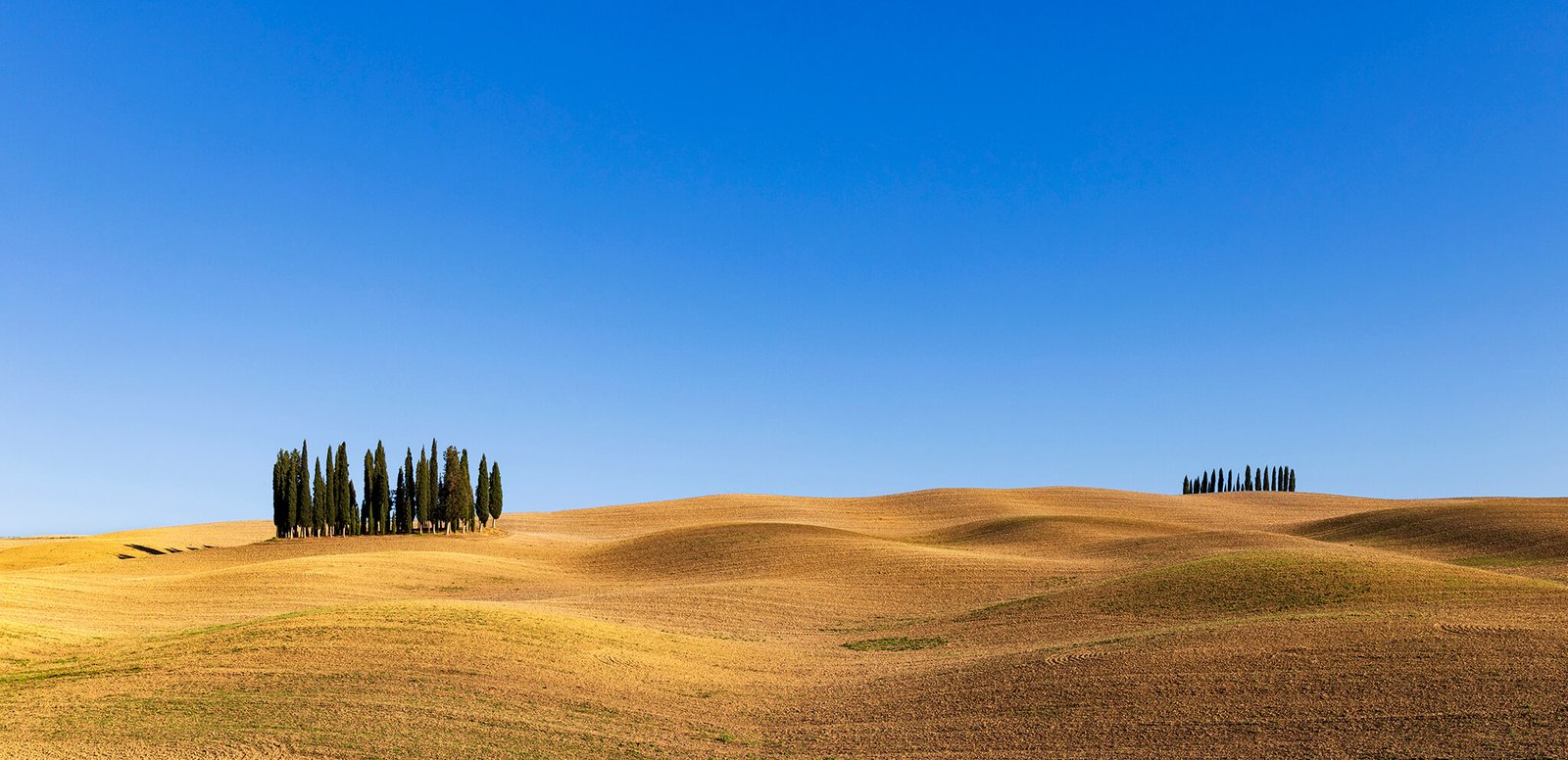 Copse of Trees, San Quirico d'Orcia, Tuscany, Italy