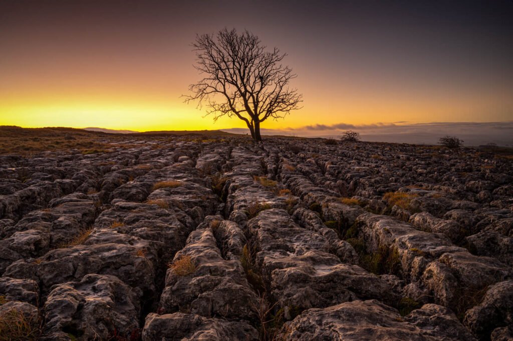 Malham Tree, Yorkshire Dales photography workshops, UK.