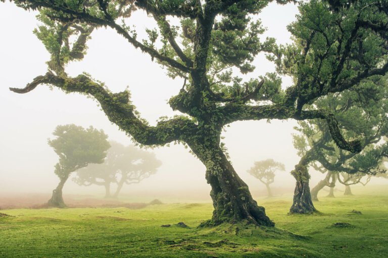 Fanal Forest, Madeira. Taken on our Madeira photography tour and workshop. This is one of the best places to visit in Madeira.