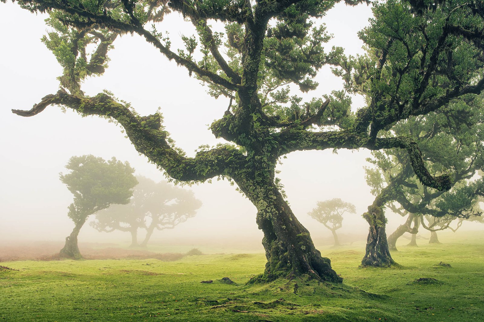 Fanal Forest, Madeira. Taken on our Madeira photography tour and workshop. This is one of the best places to visit in Madeira.