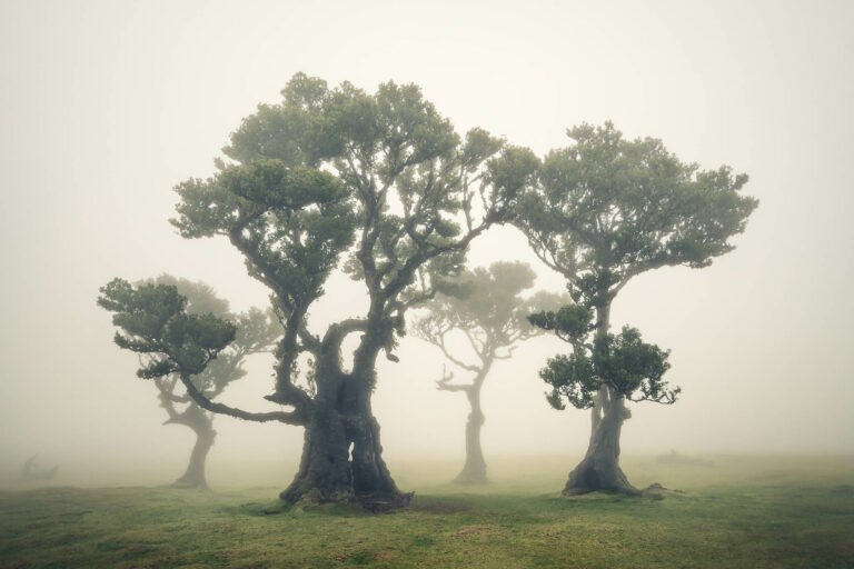 Fanal Forest, Madeira