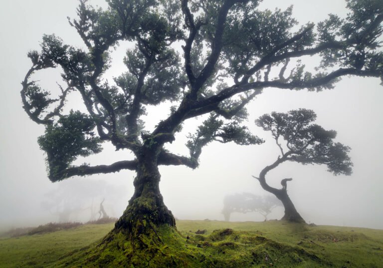 Fanal Forest, Madeira