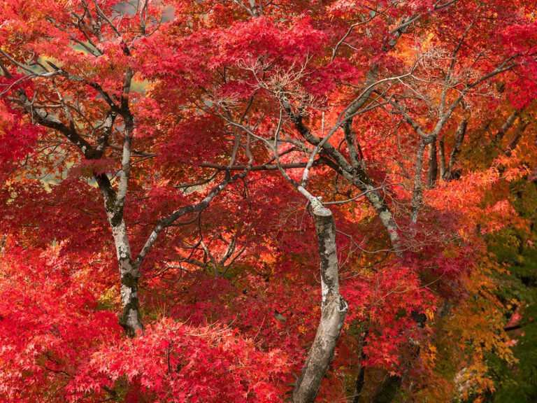 Autumn Colours, Kyoto, Japan