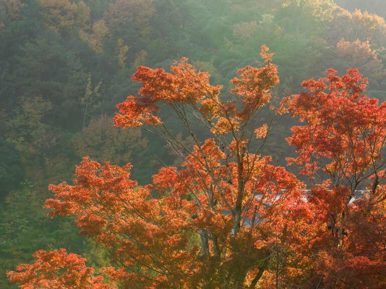Autumn Colours, Osaka, Japan