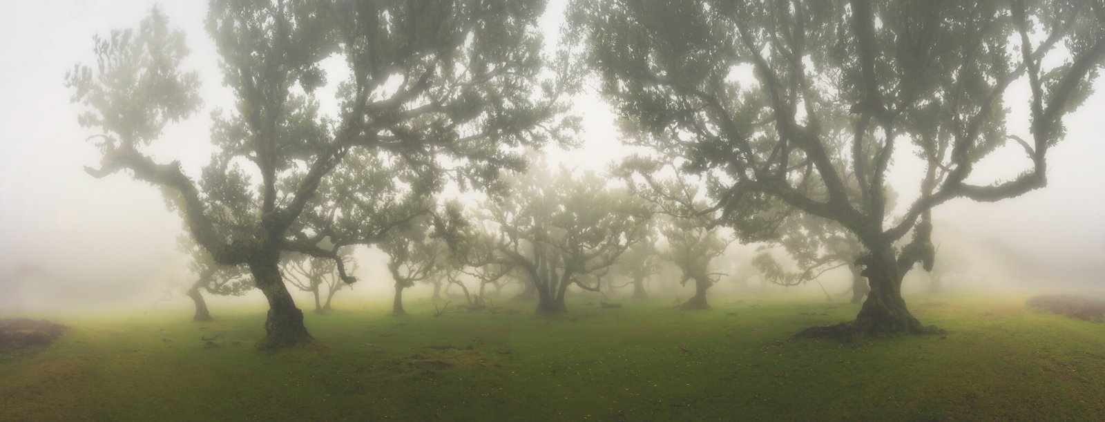Fanal Forest, Madeira