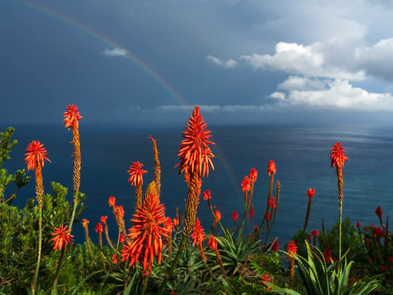 Aloe Vera Flowers, Madeira