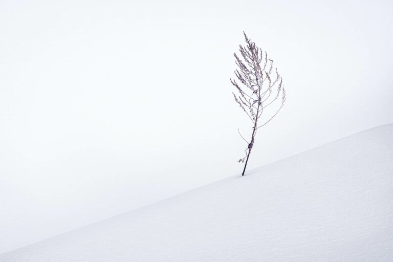 Hokkaido in Winter. Taken on our Hokkaido Photography Tour and Workshop.