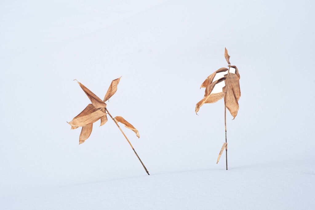 Hokkaido in Winter. Taken on our Hokkaido Photography Tour and Workshop.