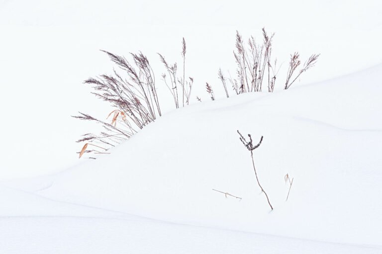 Hokkaido in Winter. Taken on our Hokkaido Photography Tour and Workshop.