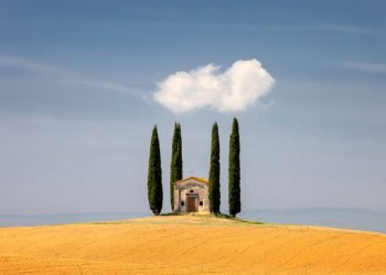 Cypress trees in Tuscany