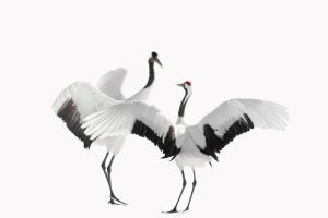 Cranes, Hokkaido