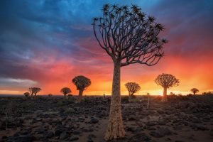Sunset in Quiver Tree Forest, Namibia, South Africa